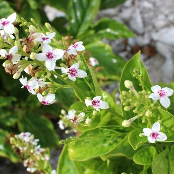 Pseuderanthemum maculatum Кветка