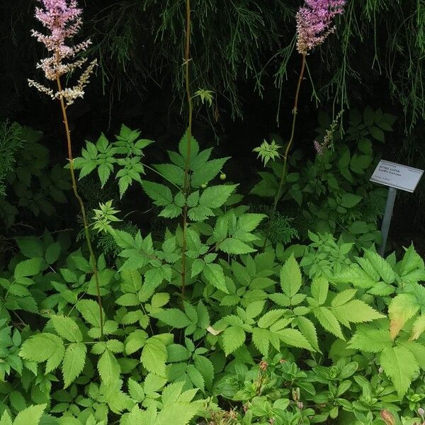 Astilbe rubra Fiore