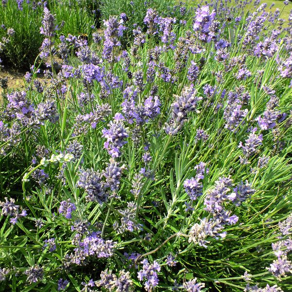 Lavandula angustifolia Habitus