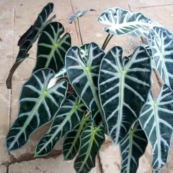 Alocasia longiloba 葉