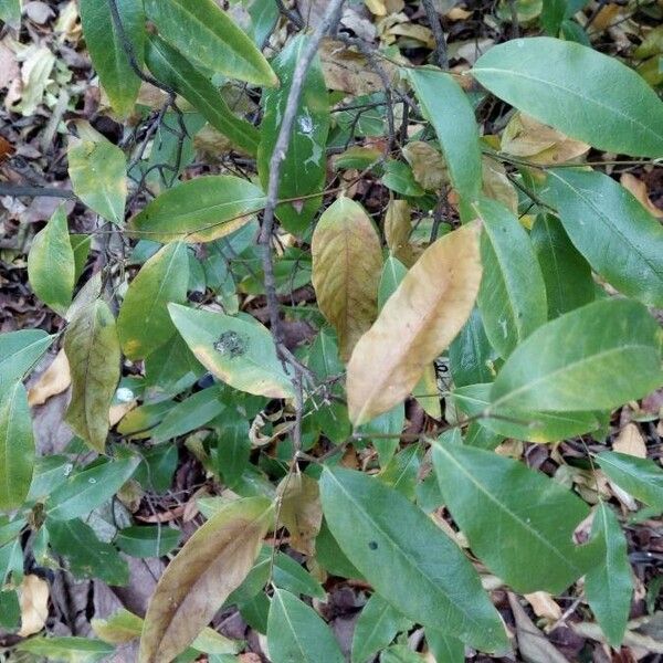 Ruprechtia salicifolia