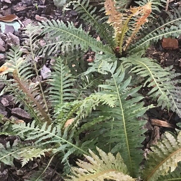 Blechnum brasiliense برگ