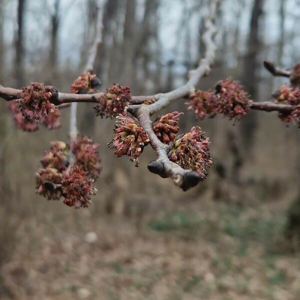 Acer rubrum Flower