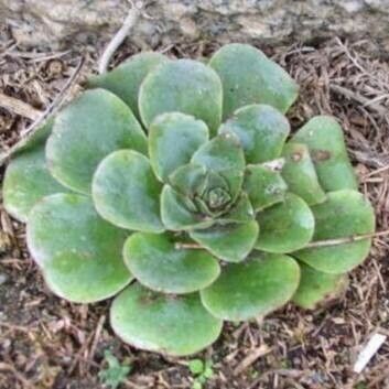 Aeonium diplocyclum Levél