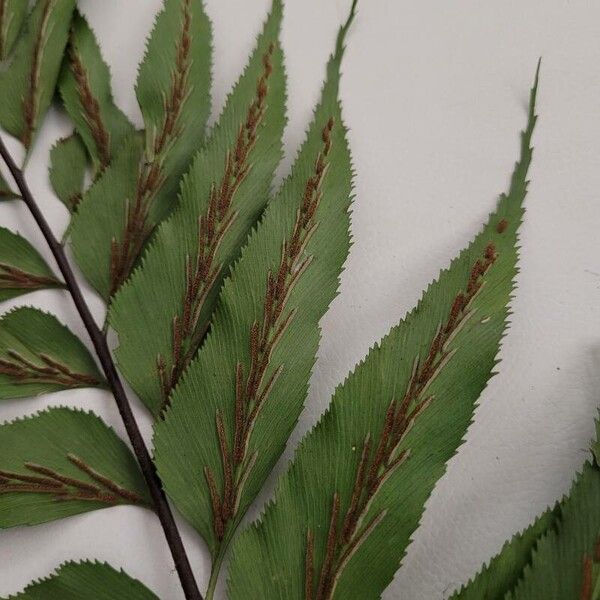 Asplenium serra (Creeping spleenwort)