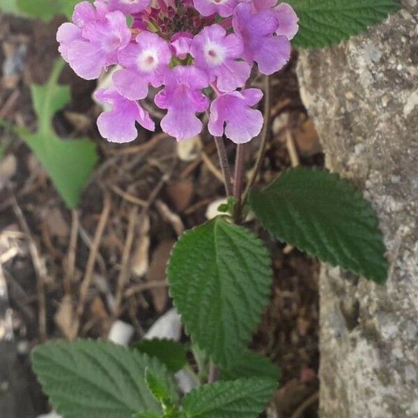 Lantana montevidensis Цвят