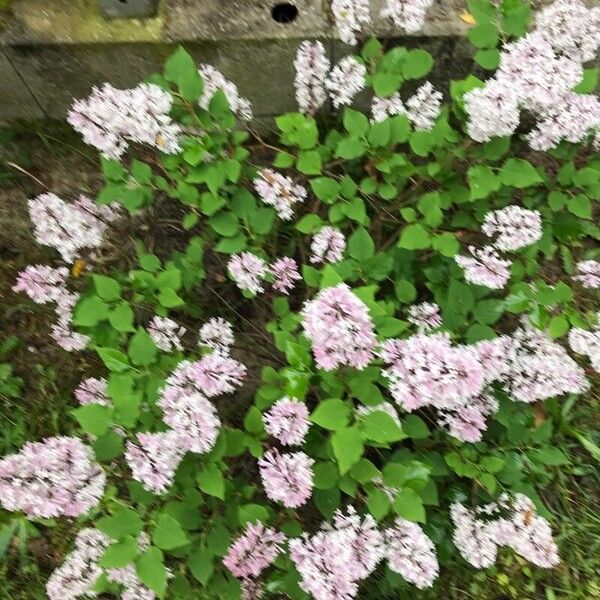 Syringa persica Flor