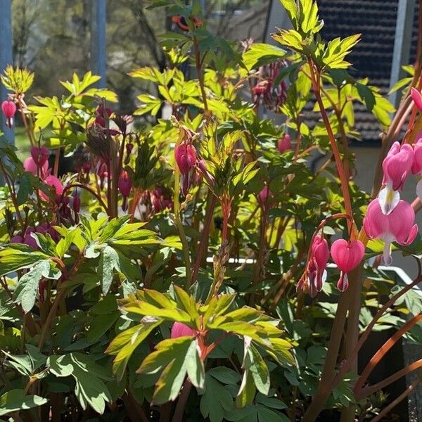 Dicentra spectabilis Flor