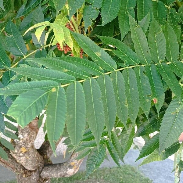 Rhus glabra Blad