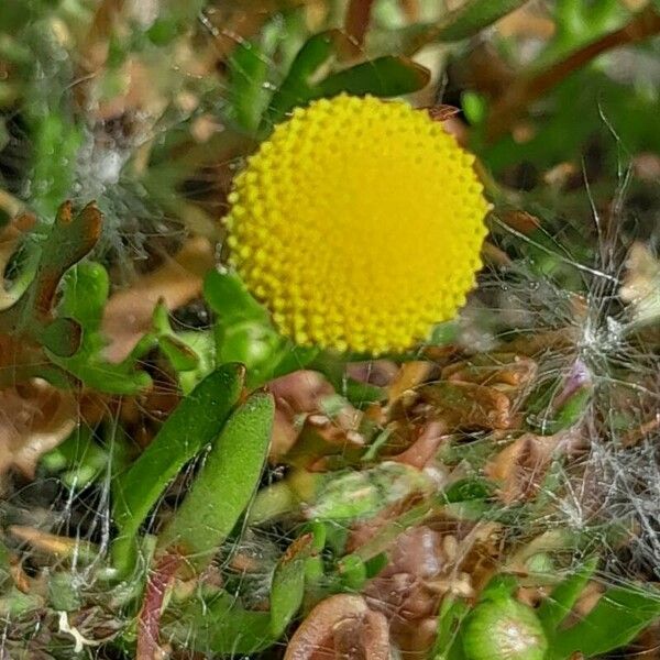 Cotula coronopifolia পাতা