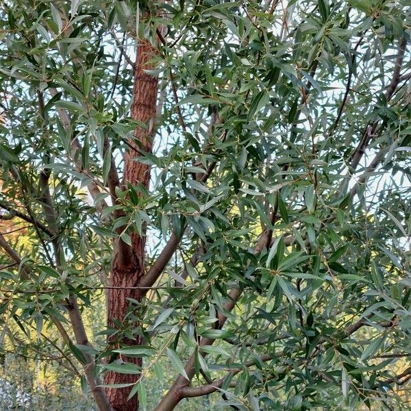 Salix × fragilis Leaf