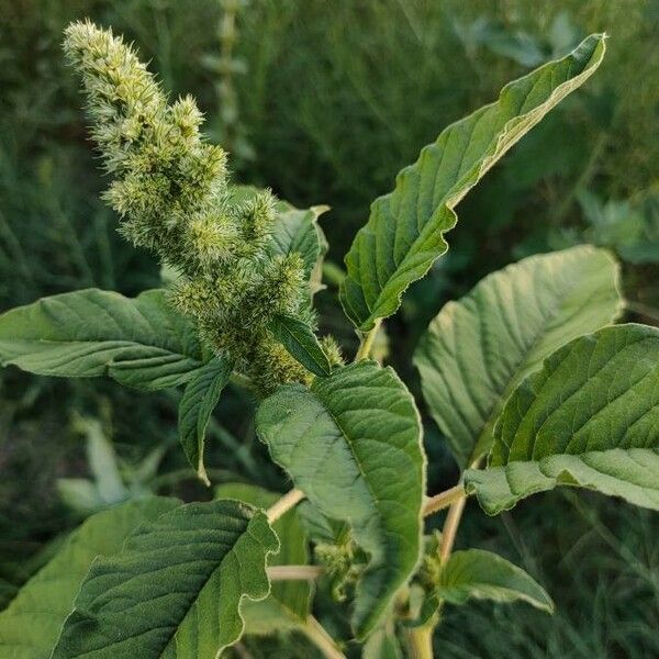 Amaranthus retroflexus 花