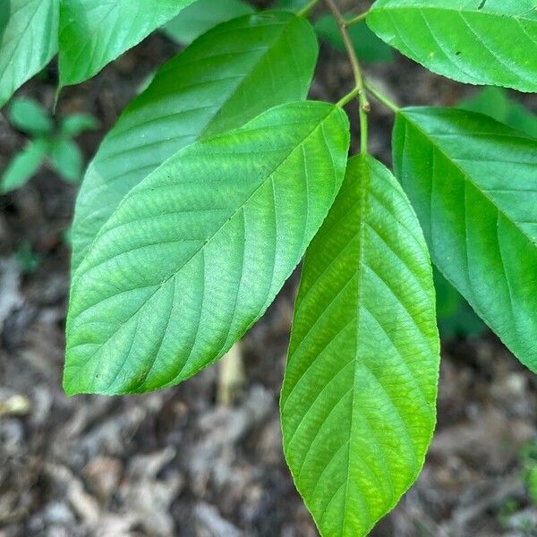 Frangula caroliniana Foglia