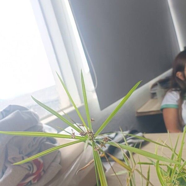 Cyperus laxus Cvet