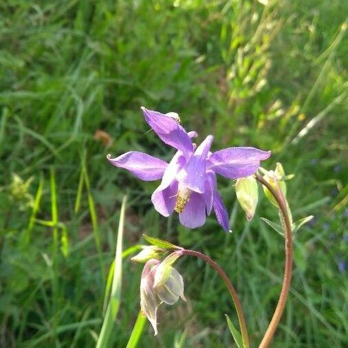 Aquilegia vulgaris 花