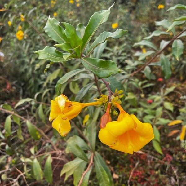 Allamanda cathartica 葉