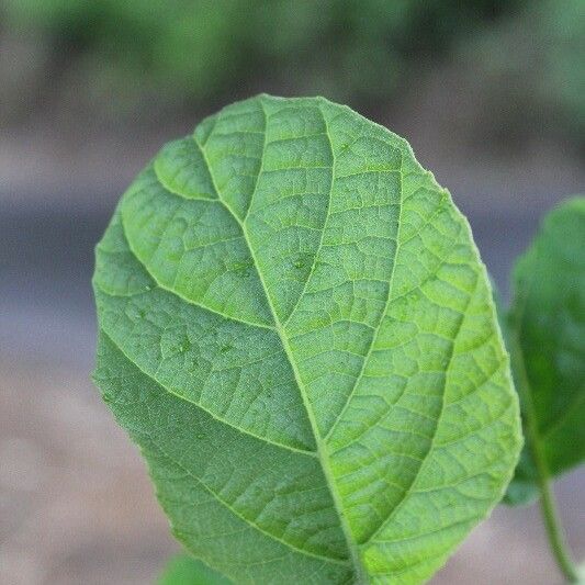 Cordia africana Foglia