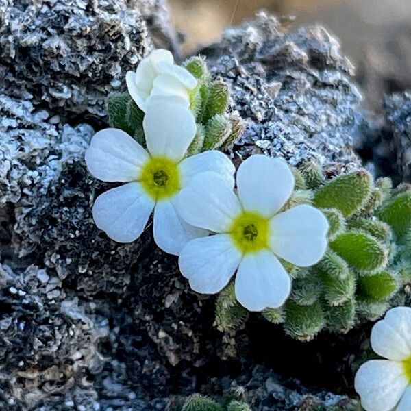 Androsace pubescens Flower