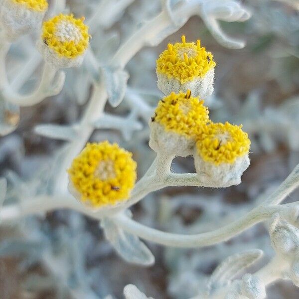 Achillea maritima Blomst