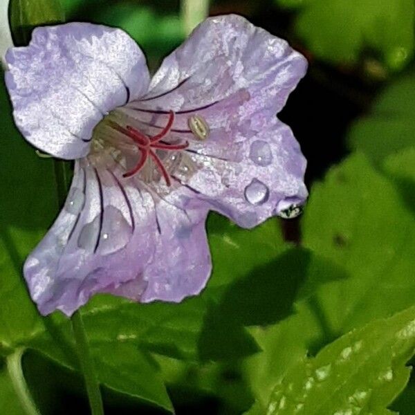 Geranium nodosum Flower