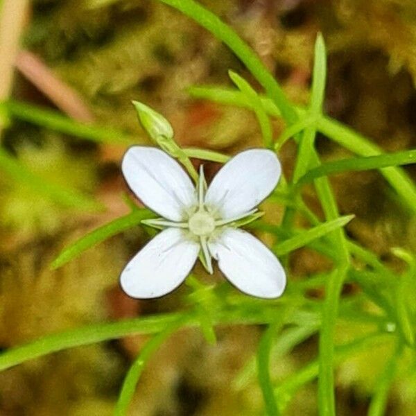 Moehringia muscosa Цвят