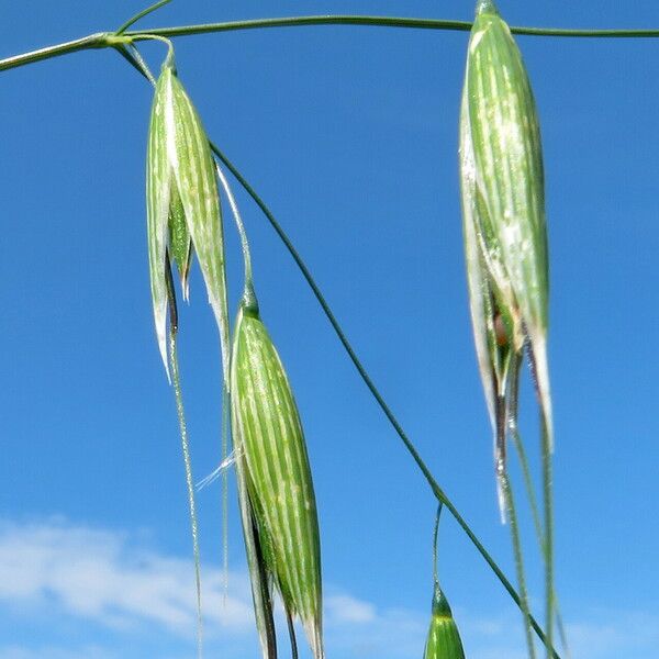 Avena fatua Blomst