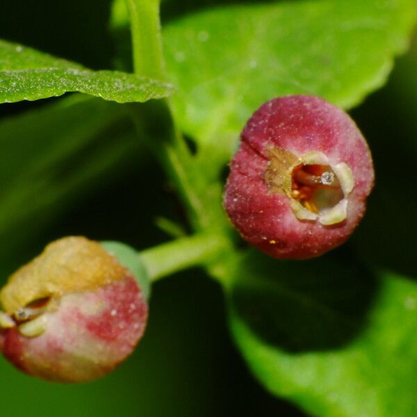 Vaccinium myrtillus Kwiat