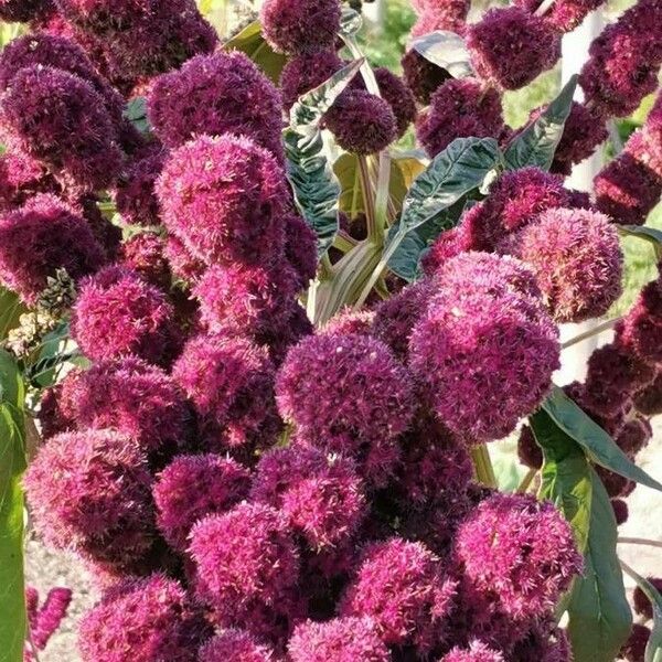 Amaranthus caudatus പുഷ്പം