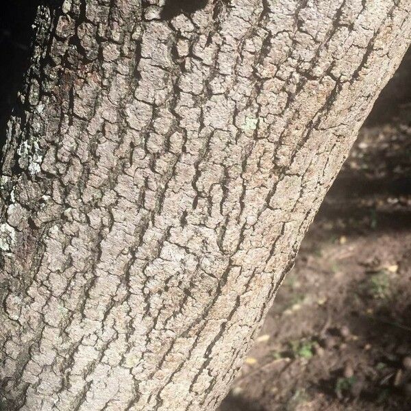 Annona senegalensis Bark