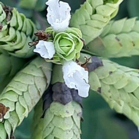 Origanum majorana Flower