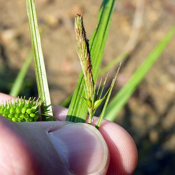 Carex pseudocyperus Habit