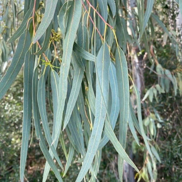 Eucalyptus camaldulensis Leaf