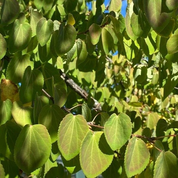 Cercidiphyllum japonicum List