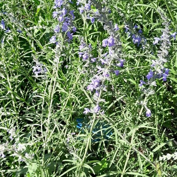 Salvia azurea Habitatea