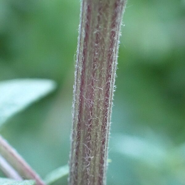 Artemisia vulgaris Bark