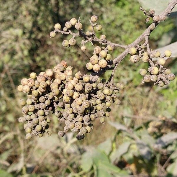 Maesa lanceolata Frucht