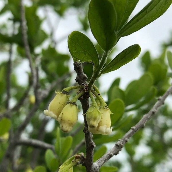 Diospyros texana Flower