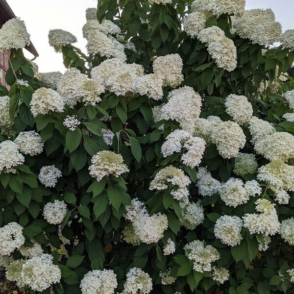 Hydrangea arborescens Облик