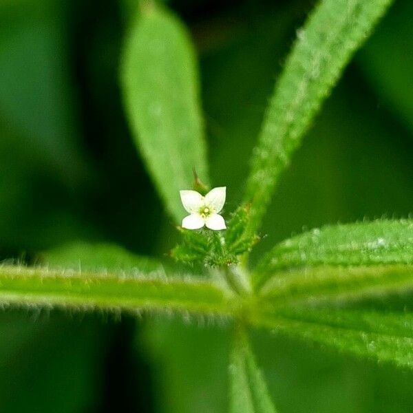 Galium aparine Flor