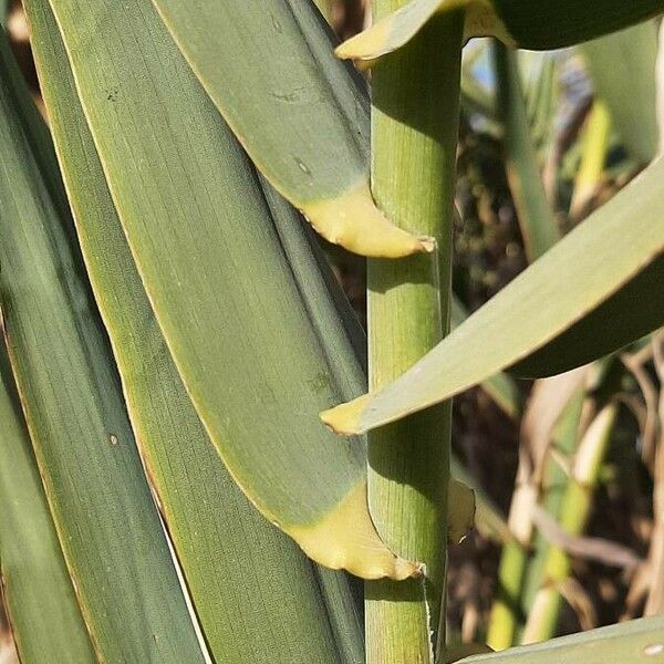 Arundo donax Escorça