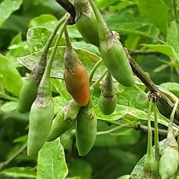 Lycium barbarum Fruit