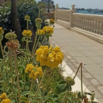 Phlomis fruticosa Çiçek