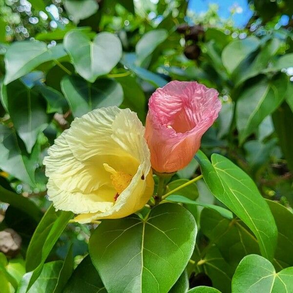 Thespesia populnea Flower