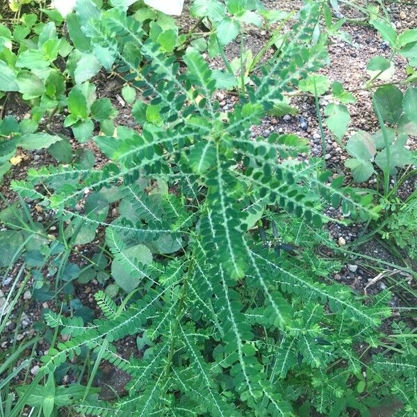 Phyllanthus amarus Liść