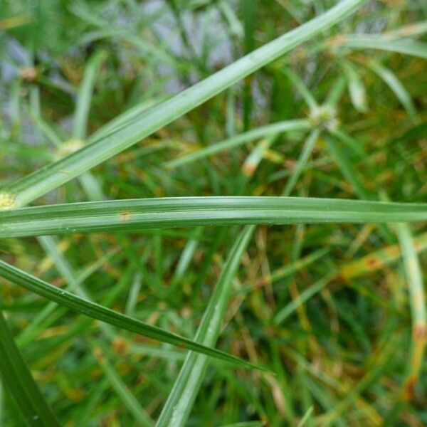 Cyperus melanospermus Leaf