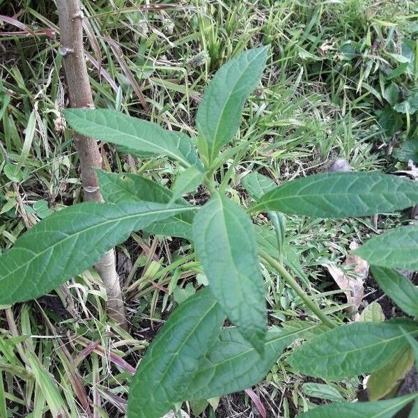 Neurolaena lobata Folha