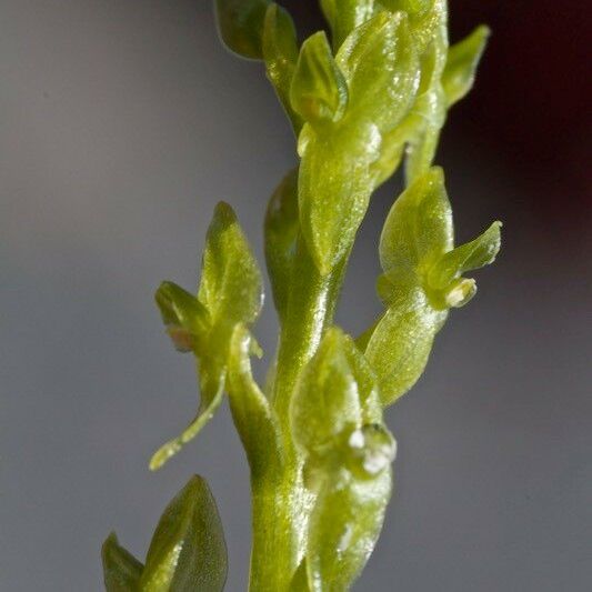 Hammarbya paludosa Blomma