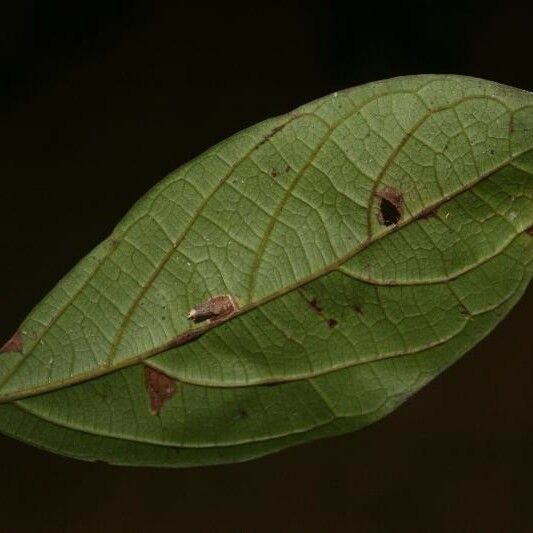 Ocotea cinerea Лист