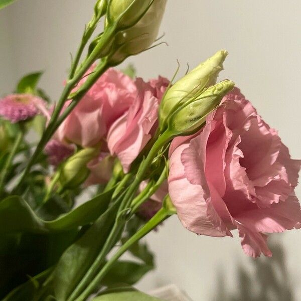 Eustoma russellianum Flower