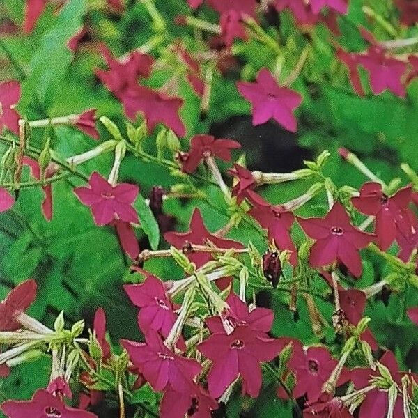 Nicotiana alata Fleur